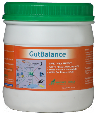 gutbalance